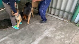 Немецкая Овчарка Радж Вязка