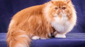 Кто такой МАРКО ПОЛО?