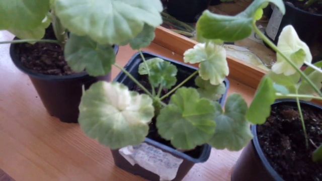 Герань(пиларгония) остановилась в росте, Что делать? смотреть онлайн