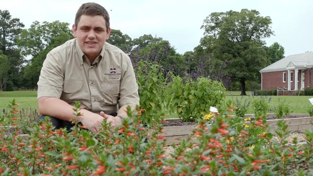 Cuphea Vermillionaire (perennial) смотреть онлайн