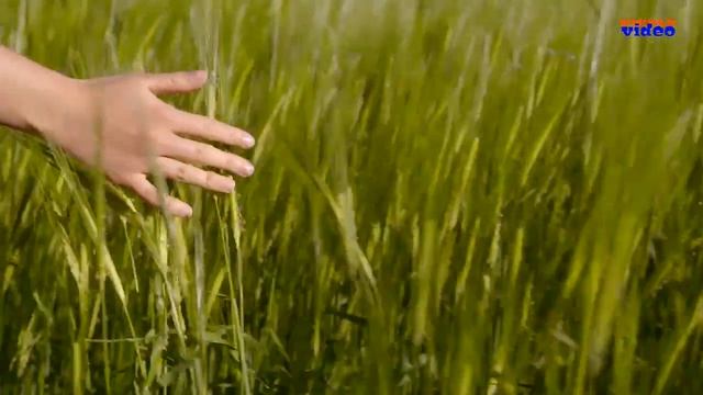 Надежда Меньших "Я Россией живу" смотреть онлайн