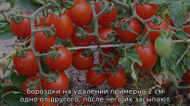 Томат Дюймовочка смотреть онлайн