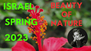 BEAUTY OF NATURE/Flowers and Birds/Природа/Цветы, птицы, и не только. Ganei Ya'ar/Israel SPRING 2023