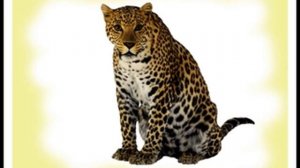 Развивающие карточки для детей - животные африки