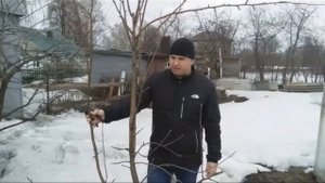 Обрезка сортов яблони Мелба, Мартовское, Мечта