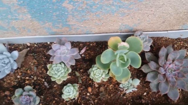  MY SUCCULENTS IN RAIN GUTTER SURVIVED THE RAINS 