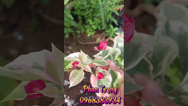 Hoa giấy mới nhất 2022.Hoàn Toàn miễn phí.................................. khi xem video này...... смотреть онлайн