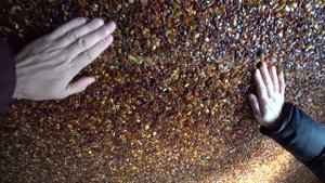 Леса ВЫРУБАЮТ из-за поиска ЯНТАРЯ?! Посёлок Янтарный / Калининградская область