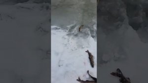 Рыбалка амурская область 3