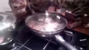 А как лоток за собой помыть так у нас лапки.mp4