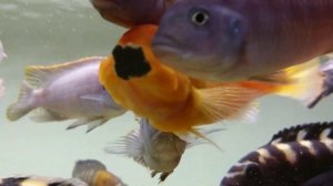 Red zebra cichlid Maylandia Estherae Orange Malawi Mbuna