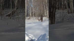 Мотобуксировщик Щукарь Long 20 л.с Обкатка