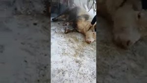 Слабонервным не смотреть. Жесть не режет.