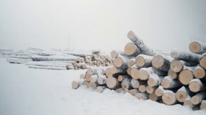 Экскурсия на производство экологичных приборов из шпона «Серебряная берёза»