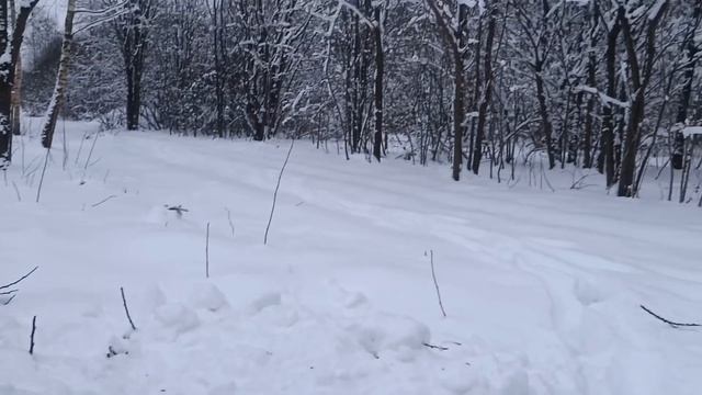 ?Готовлю ДИЧЬ? по дикому в лесу ?? смотреть онлайн