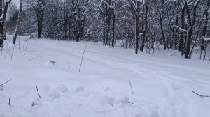 ?Готовлю ДИЧЬ? по дикому в лесу ??