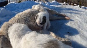 Щенки АЛАБАЯ пристают к своей бабушке