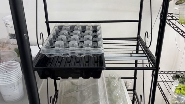 AFRICAN VIOLETS. INSTALLING LED LAMPS OVER THE TOP SHELFS OF MY STANDS - MYSELF! смотреть онлайн