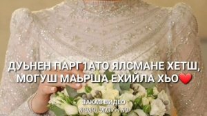 Нус Дала декъала йойла❤ озвучка