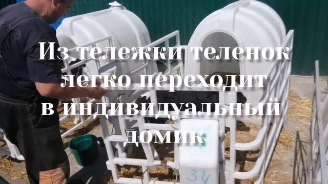 Тележка с весами для новорожденных телят