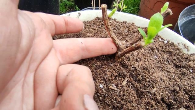 Обрезаю вегетирующие саженцы метельчатой гортензии после покупки.Петит Лантерн,Петит Стар ,Би Хеппи