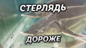 Почему СТЕРЛЯДЬ дороже чем ОСЕТР. Video Trawl #040