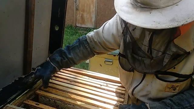 СКОЛЬКО МЕДА МОЖНО СКАЧАТЬ С ПЧЕЛОПАКЕТА