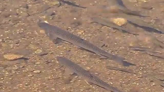 Дикий лосось Камчатки (Kamchatka wild salmon) 鮭科