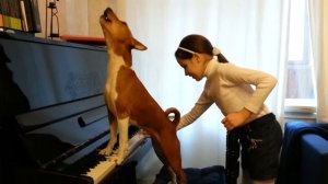 Поющая басенджи (singing  basenji)
