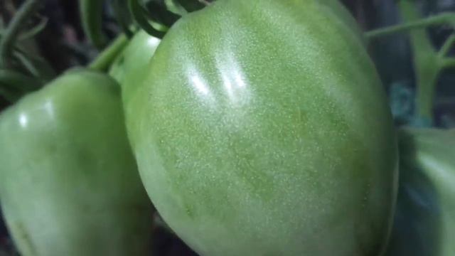 СИБИРСКИЙ ТОМАТ ПУДОВИК - КРУПНЫЙ, КРАСИВЫЙ И ВКУСНЫЙ! Ольга Чернова.