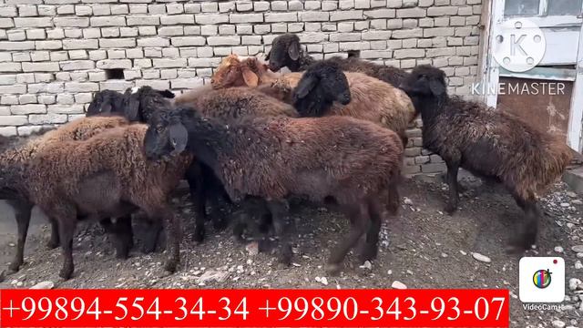 Arzonchi ukamlarimizga Qirg'izistondan BO'G'OZ sovluqlar keldi