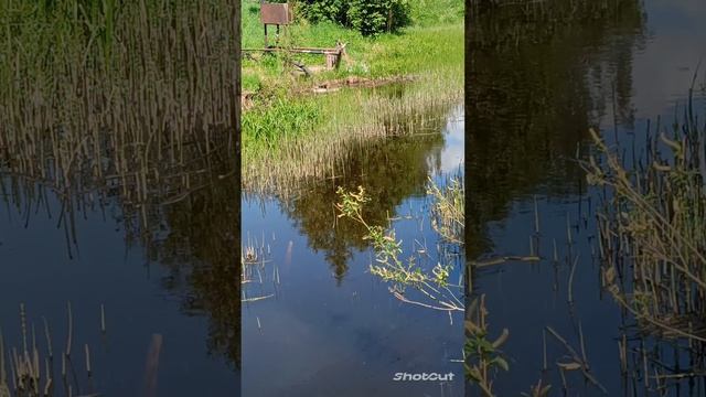ДЕРЕВЕНСКИЕ НАПЕВЫ...