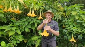 60 seconds with john: Angel Trumpet | Brugmansia suaveolens