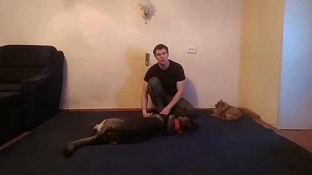 Немецкая овчарка | дрессировка немецкой овчарки | отзыв о немецкой овчарке