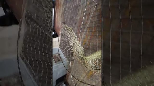 Ловушка на Ястреба Тетеревятника и других хищных птиц.
