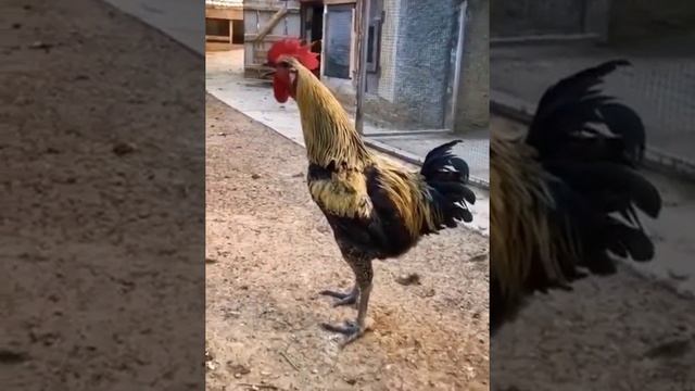 🚨🏴⚡Воздушная тревога объявлена в Киеве и Киевской области⚡