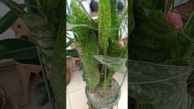 Сансевиерия смотреть онлайн