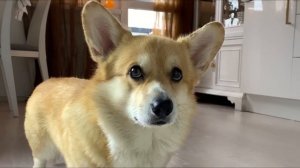 БОИТСЯ новых мискок?? Танцы с Таффи до упаду! ВЕЛЬШ КОРГИ