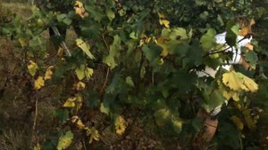 Сбор винограда в Кахетии