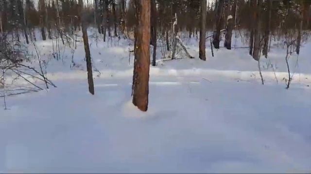 Реальный отзыв от охотника промословика на пахучию приманку. смотреть онлайн