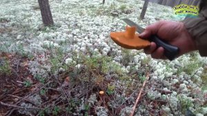 Тихая охота  Грибной сезон продолжаем