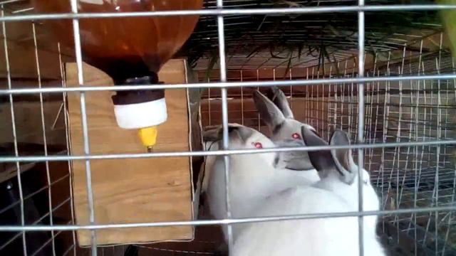 Кролики едят траву. смотреть онлайн