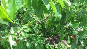 3-х см. правило. Обрезка черешни только летом