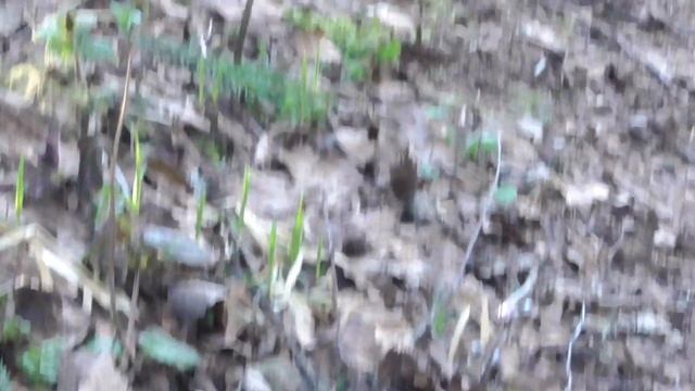 26 марта 2020 г. Навестили Волчье лыко смотреть онлайн