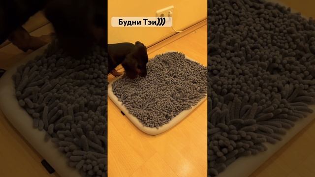 Такса и нюхательный коврик. Dachshund and smelling pad