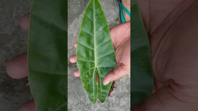 Alocasia balgooyi baby | Fazza Nursery - Tanaman Hias Populer