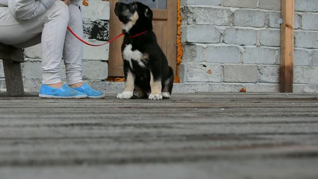 Щенки среднеазиатской овчарки (кобель 48 дн) Кара*Набард смотреть онлайн