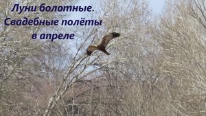 Луни болотные. Свадебные полёты в апреле. Лунь с веточкой. Ростовская область, северо-запад