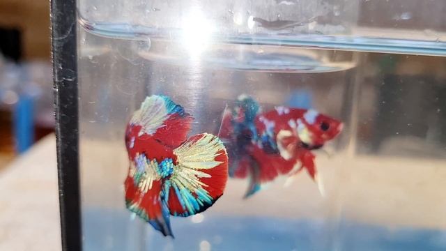 Red gold form chuẩn 1 5 0 lúa. смотреть онлайн