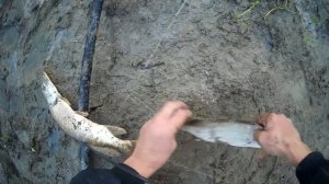 Часть 2. Вечерняя рыбалка на спиннинг и паук-подъемник.